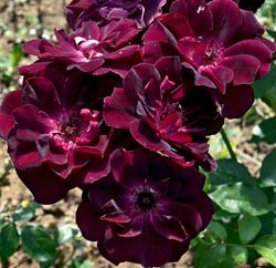 Rose 'Burgundy Ice'